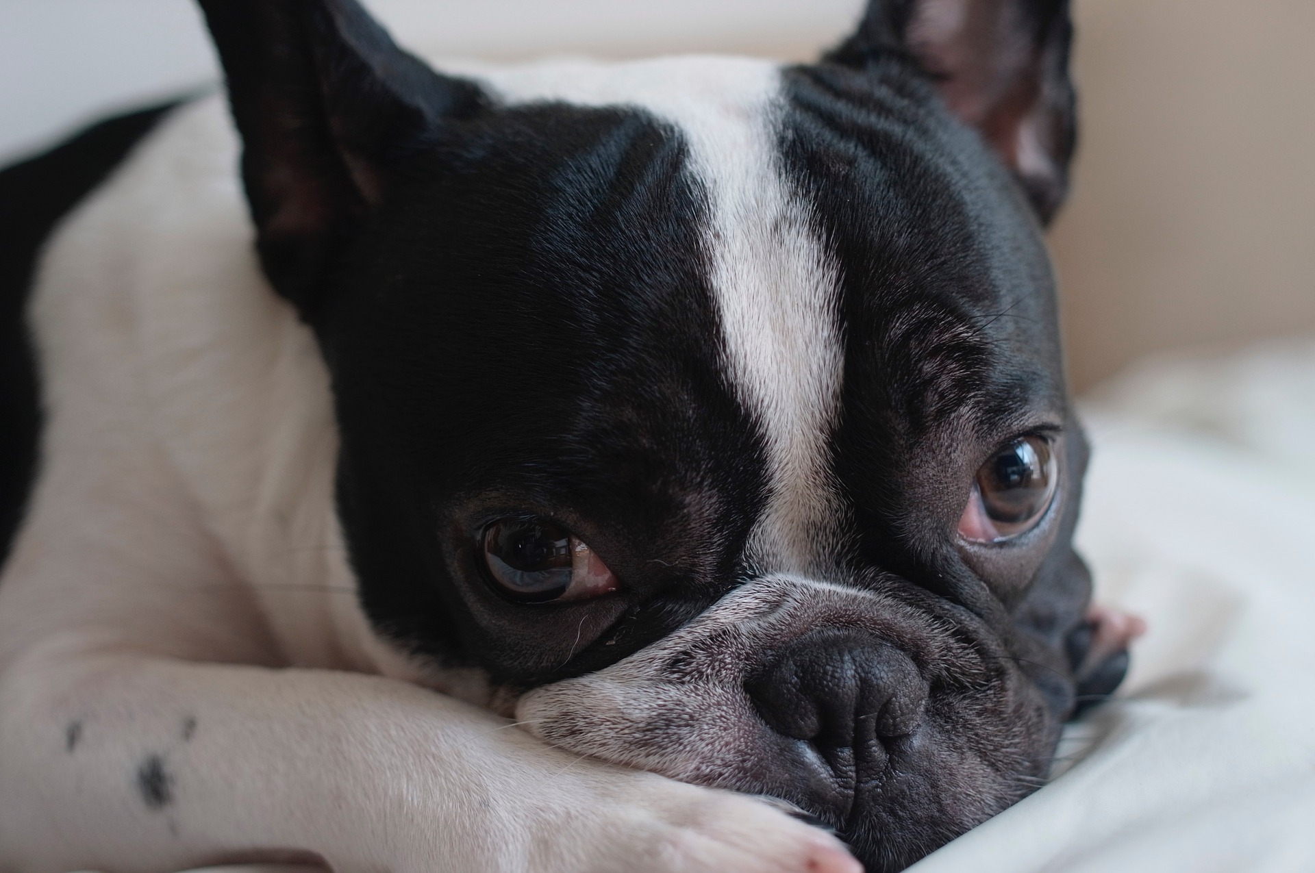 Le Bouledogue français