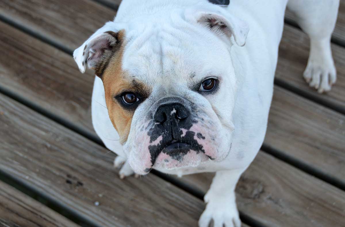 Le Bulldog Anglais
